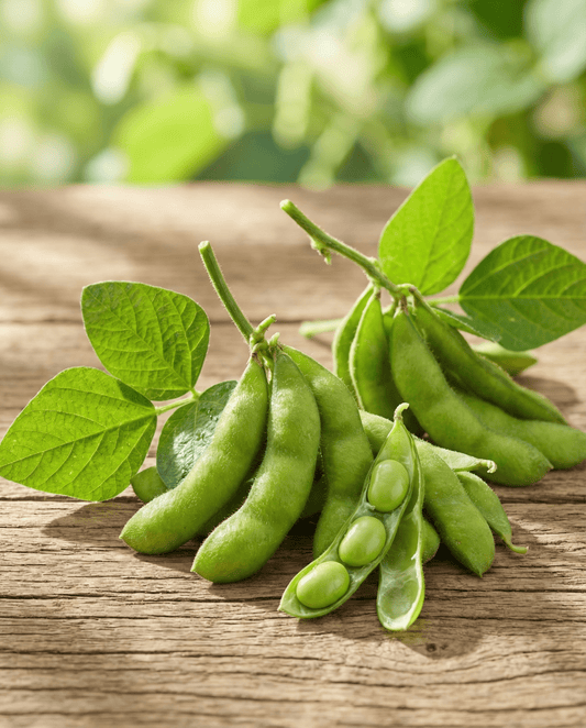 Edamame sojabönor grönt skal (Glycine max) – ettåriga grönsaksfrön från SeedsChoice