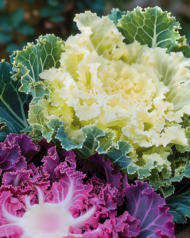 Prydnadskål frön Brassica Oleracea ettårig blandning fransat blad Mixed