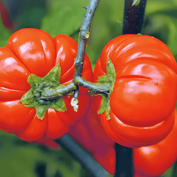 Pumpkin On A Stick frön (Solanum aethiopicum) – ettårig grönsak