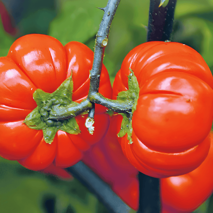 Pumpkin On A Stick frön (Solanum aethiopicum) – ettårig grönsak