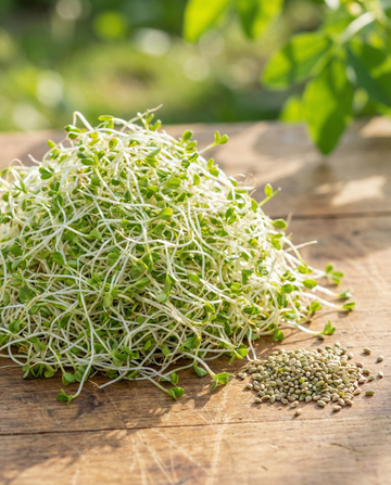 Alfalfa-groddar 250g grönsaker (Medicago sativa) – ekologiska groddfrön från SeedsChoice