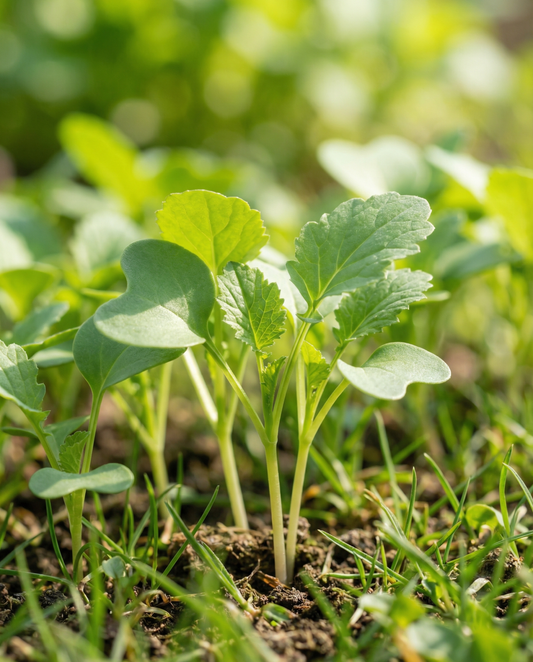 Senap groddar 250g (Sinapis alba) – ekologiska groddfrön från SeedsChoice