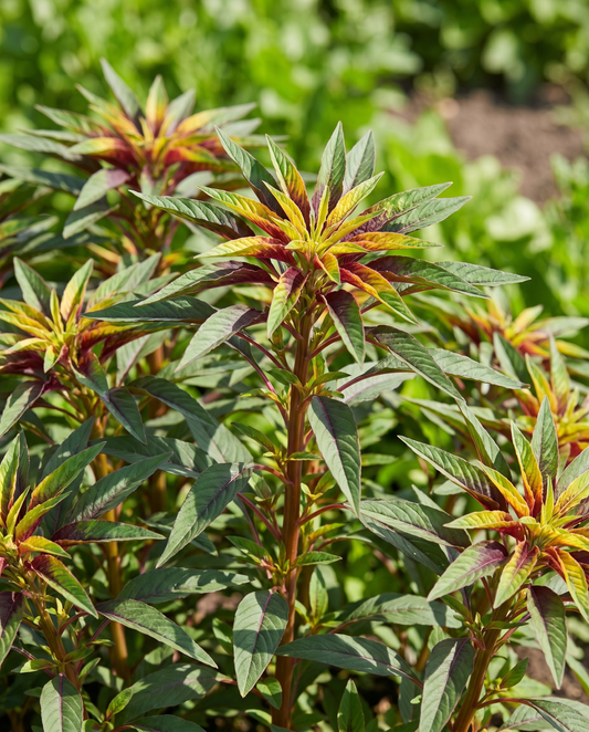 40 cm (Amaranthus tricolor) – ettåriga frön från SeedsChoice