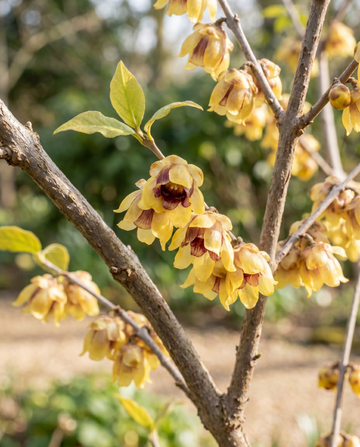 Vinterdoftbuske vinterblommande buske (Chimonanthus praecox) – blomsterfrön från SeedsChoice