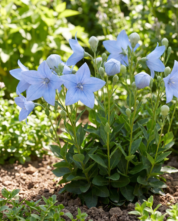 Ballongblomma (Platycodon grandiflorus) – fleråriga blomsterfrön från SeedsChoice