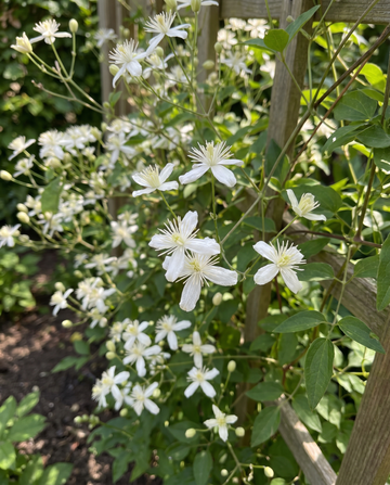 Skogsklematis Climber Vine (Clematis vitalba) – frön för flerårig klängväxt från SeedsChoice