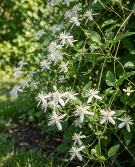 Clematis Vitalba frön – flerårig klätterväxt