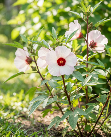 Roselle (Hibiscus sabdariffa) – ettåriga blomsterfrön från SeedsChoice
