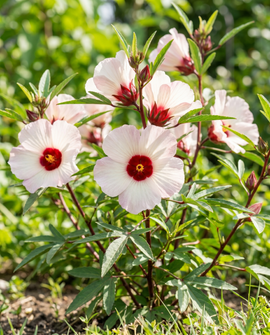Roselle-frön Hibiscus Sabdariffa ettåriga blommor
