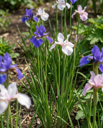 Siberian Mix (Iris sibirica) – perennt blomsterfrö från SeedsChoice