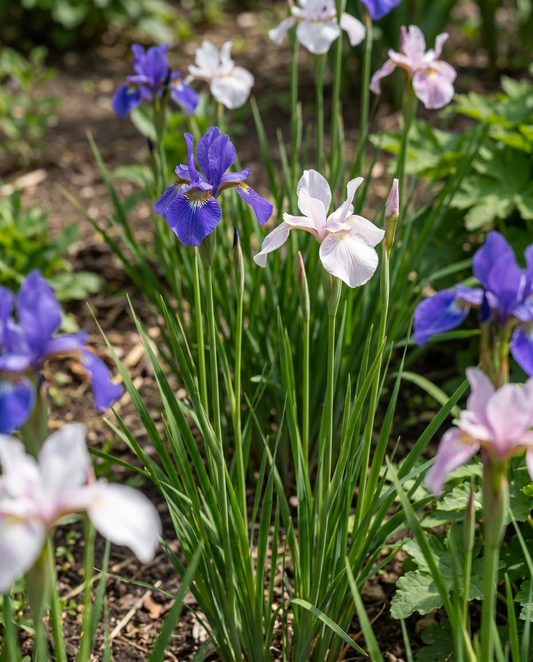 Siberian Mix (Iris sibirica) – perennt blomsterfrö från SeedsChoice
