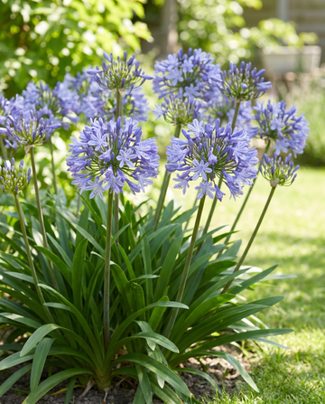 Afrikansk lilja (Agapanthus umbellatus) – fleråriga blomfrön från SeedsChoice
