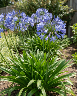 Afrikansk lilja frön Agapanthus umbellatus fleråriga blommor