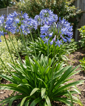 Afrikansk lilja frön (Agapanthus umbellatus) – flerårig blomma