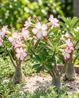 Desert Rose frön Adenium obesum blommande suckulentväxt