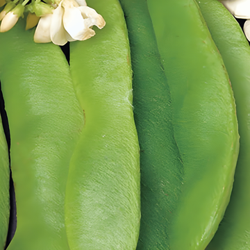 Rosenböna Large Seeded 100g frön (Phaseolus coccineus) – ettårig grönsak