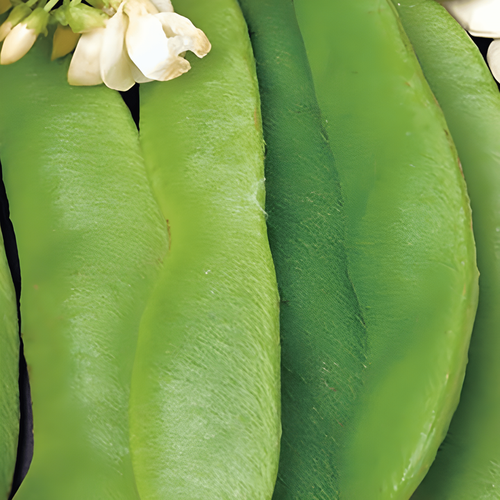 Rosenböna Large Seeded 100g frön (Phaseolus coccineus) – ettårig grönsak