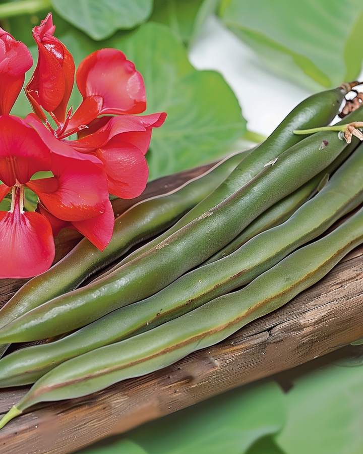 Rosenbön Streamline 100g frön (Phaseolus coccineus) – ettårig grönsak