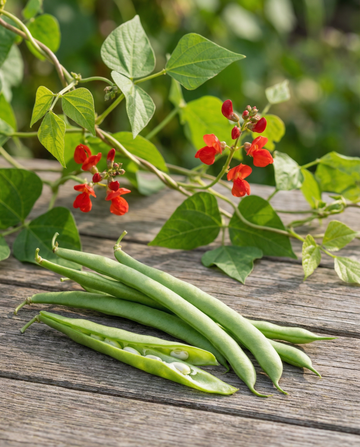 Rosenbön Streamline 100g (Phaseolus coccineus) – ettåriga grönsaksfrön från SeedsChoice