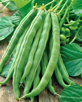 Rosenbönafrön Emergo Stringless Phaseolus coccineus ettårig 100g