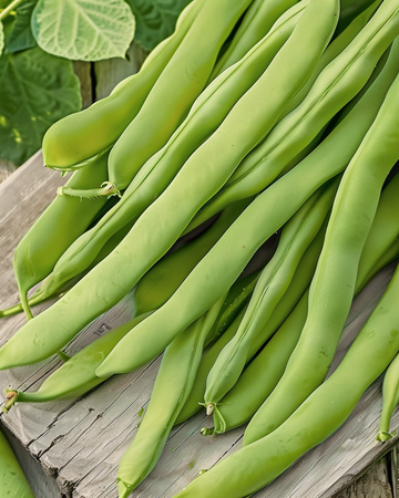 Buskböna Admires frön (Phaseolus vulgaris) – ettårig grönsak
