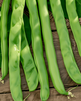 Störbönor Neckarkönigin frön Phaseolus vulgaris ettårig 100g