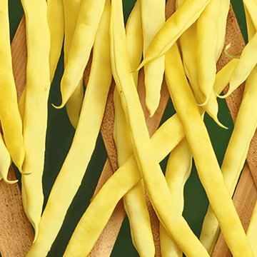 Klätterböna Neckargold 100g frön (Phaseolus vulgaris) – ettårig klätterväxt