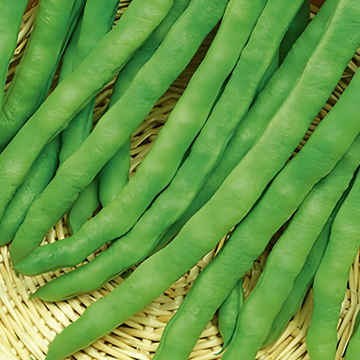 Stångböna Terli 100g frön (Phaseolus vulgaris) – ettårig grönsak