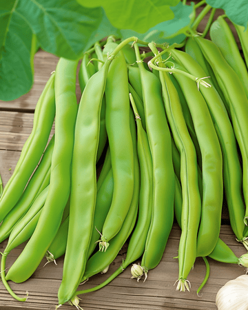Stångböna Overvloed 100g frön (Phaseolus vulgaris) – ettårig grönsak