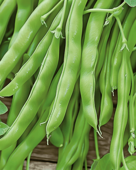 Buskböna Modesto frön Phaseolus vulgaris ettårig 100g förpackning