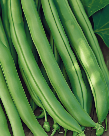 Buskböna Kylian 50g frön (Phaseolus vulgaris) – ettårig grönsak