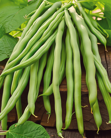 Buskböna Delinel frön (Phaseolus vulgaris) – ettårig grönsak