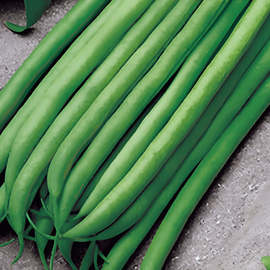Dvärgbönfrön Argus Phaseolus vulgaris ettårig 50g