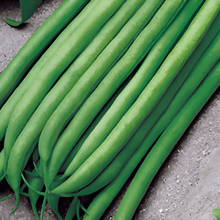 Buskböna Argus 50g frön (Phaseolus vulgaris) – ettårig grönsak