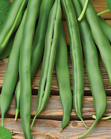 Buskböna Domino frön (Phaseolus vulgaris) – ettårig grönsak