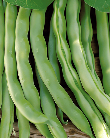 Buskbönfrön Record 100g (Phaseolus vulgaris) – ettårig grönsak