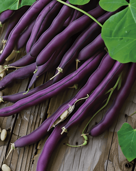 Buskbönfrön Purple Queen Phaseolus vulgaris ettårig