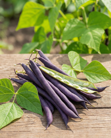 Buskböna Purple Queen (Phaseolus vulgaris) – ettåriga grönsaksfrön från SeedsChoice