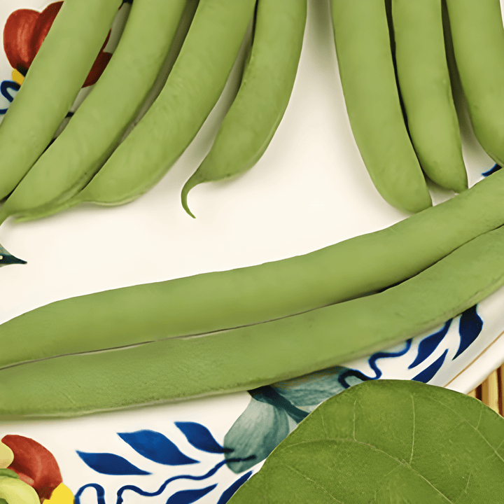 Frön till dvärgböna Saxa Of Limburgse (Phaseolus vulgaris) – ettårig grönsak