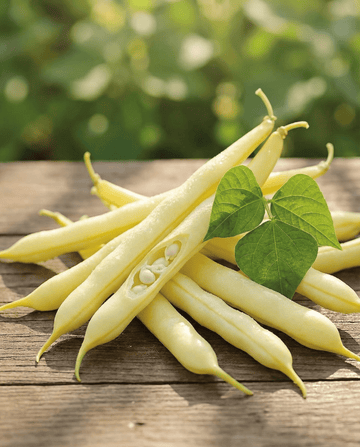 Buskbönor Gondola 100g (Phaseolus vulgaris) – ettåriga grönsaksfrön från SeedsChoice