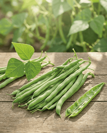 Buskböna Opera (Phaseolus vulgaris) – ettåriga grönsaksfrön från SeedsChoice