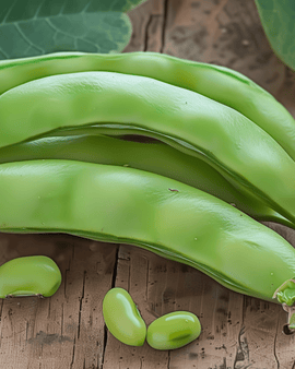 Bondbönsfrön Major Vicia faba ettårig sort