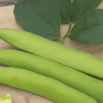 Bondbönafrön Threefold White 100g (Vicia faba) – ettårig grönsak
