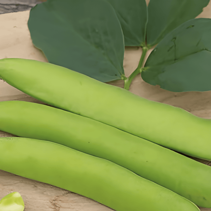 Bondbönafrön Threefold White 100g (Vicia faba) – ettårig grönsak