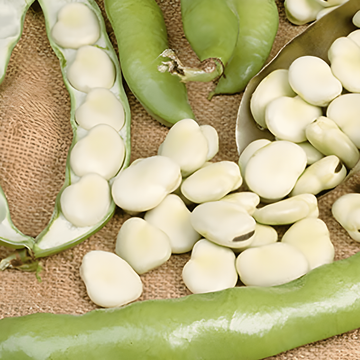 Bondbönsfrön Leidse Hangers (Vicia faba) – ettårig grönsak