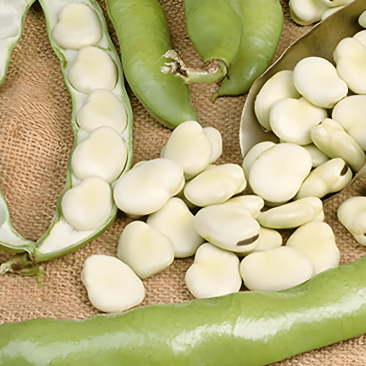 Bondbönsfrön Leidse Hangers (Vicia faba) – ettårig grönsak
