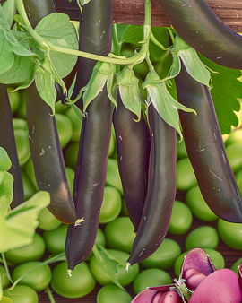 Ärtor Ezethas Krombek Blauwschok frön Pisum sativum ettårig