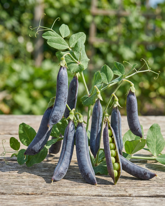 Ärtor Ezethas Krombek Blauwschok (Pisum sativum) – ettåriga grönsaksfrön från SeedsChoice
