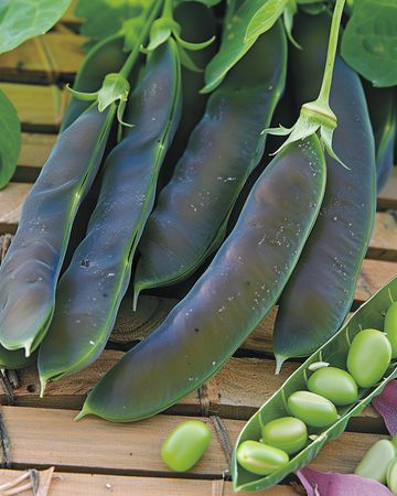 Ärtor Désirée 100g-frön (Pisum sativum) – ettårig grönsak
