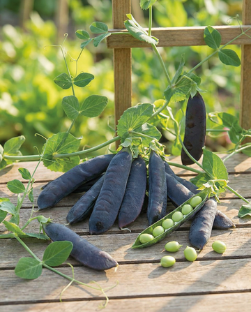 Ärtor Désirée 100g (Pisum sativum) – ettåriga grönsaksfrön från SeedsChoice